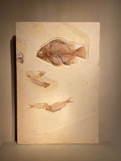 Fossil Fish Plate