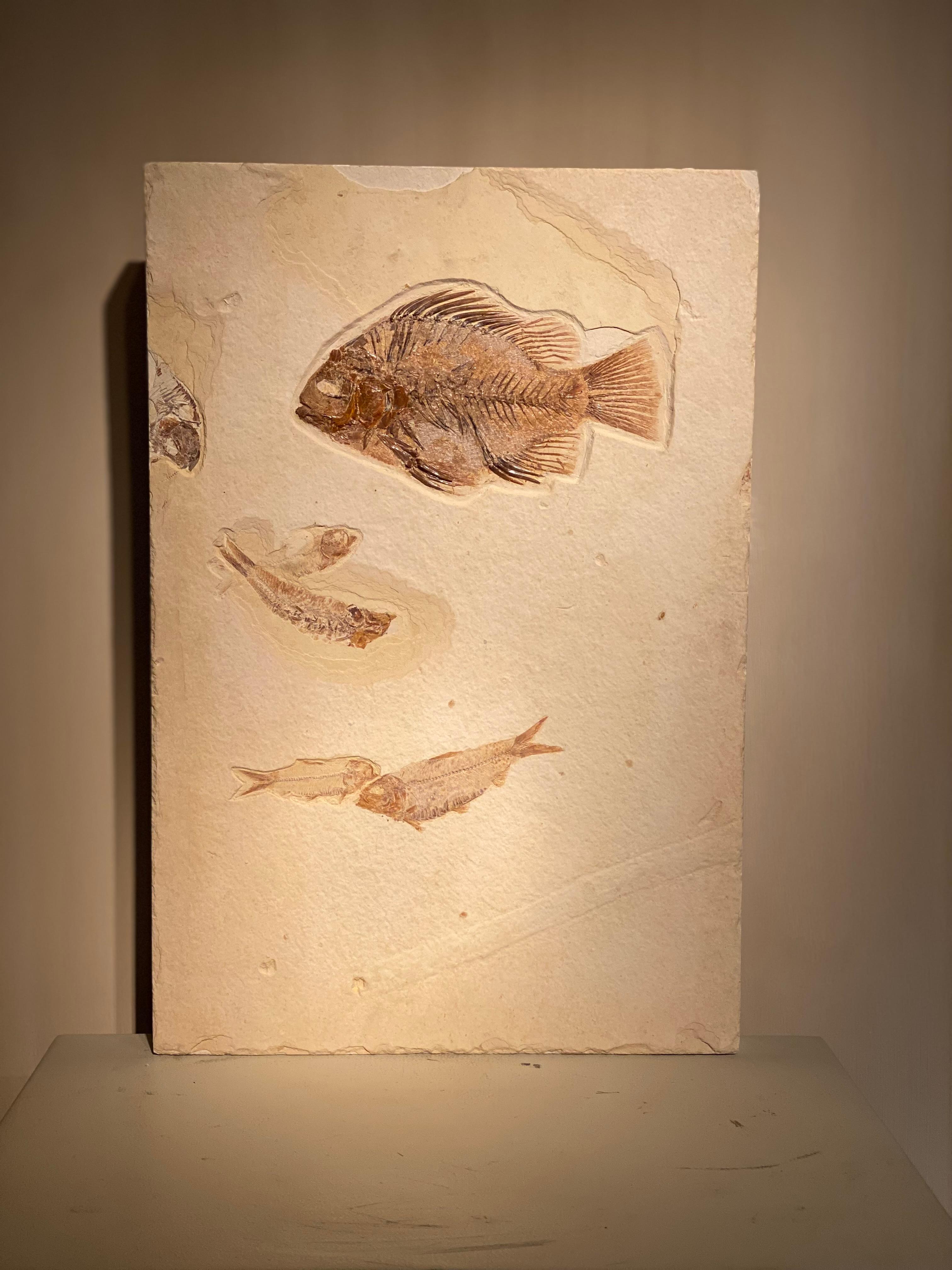 Américain Assiette en forme de poisson fossile en vente