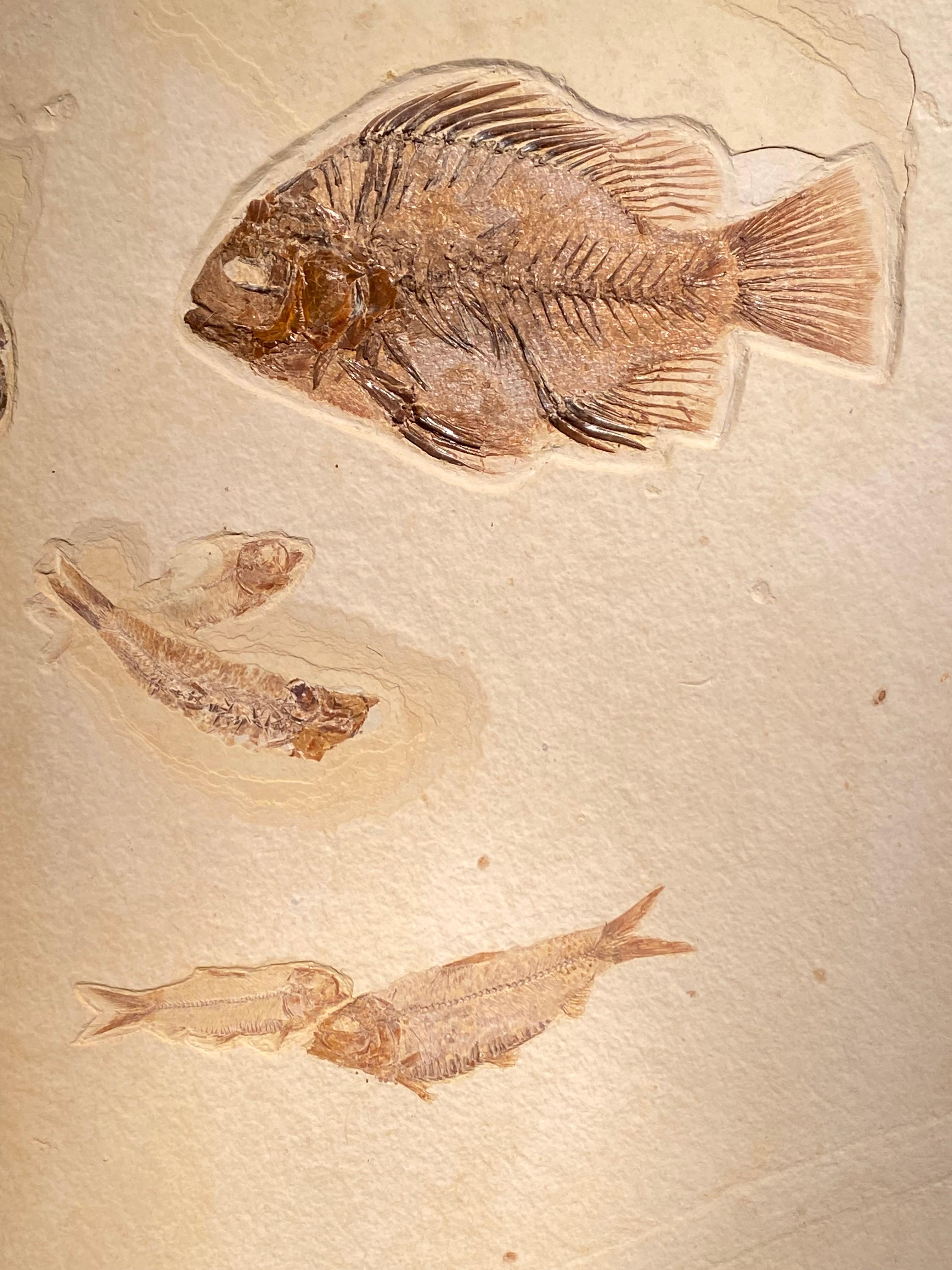 Patiné Assiette en forme de poisson fossile en vente
