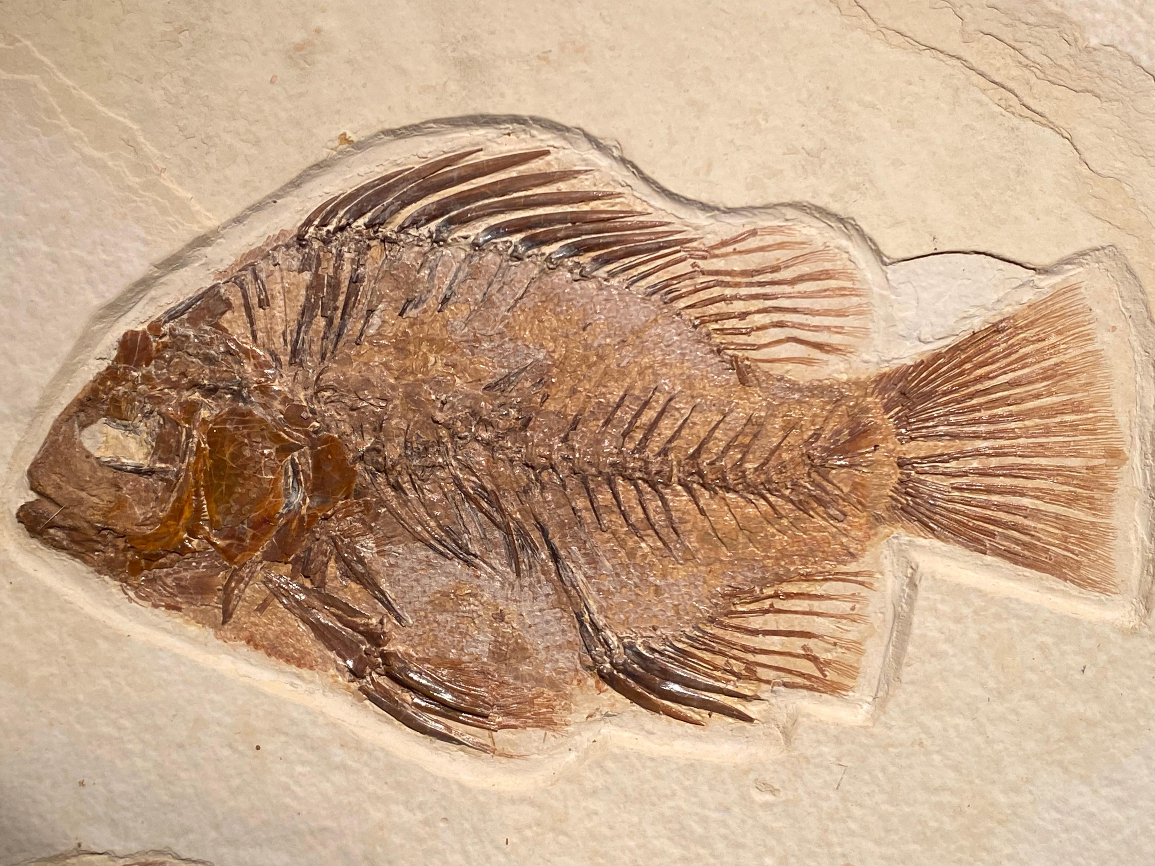 Assiette en forme de poisson fossile Bon état - En vente à Schellebelle, BE
