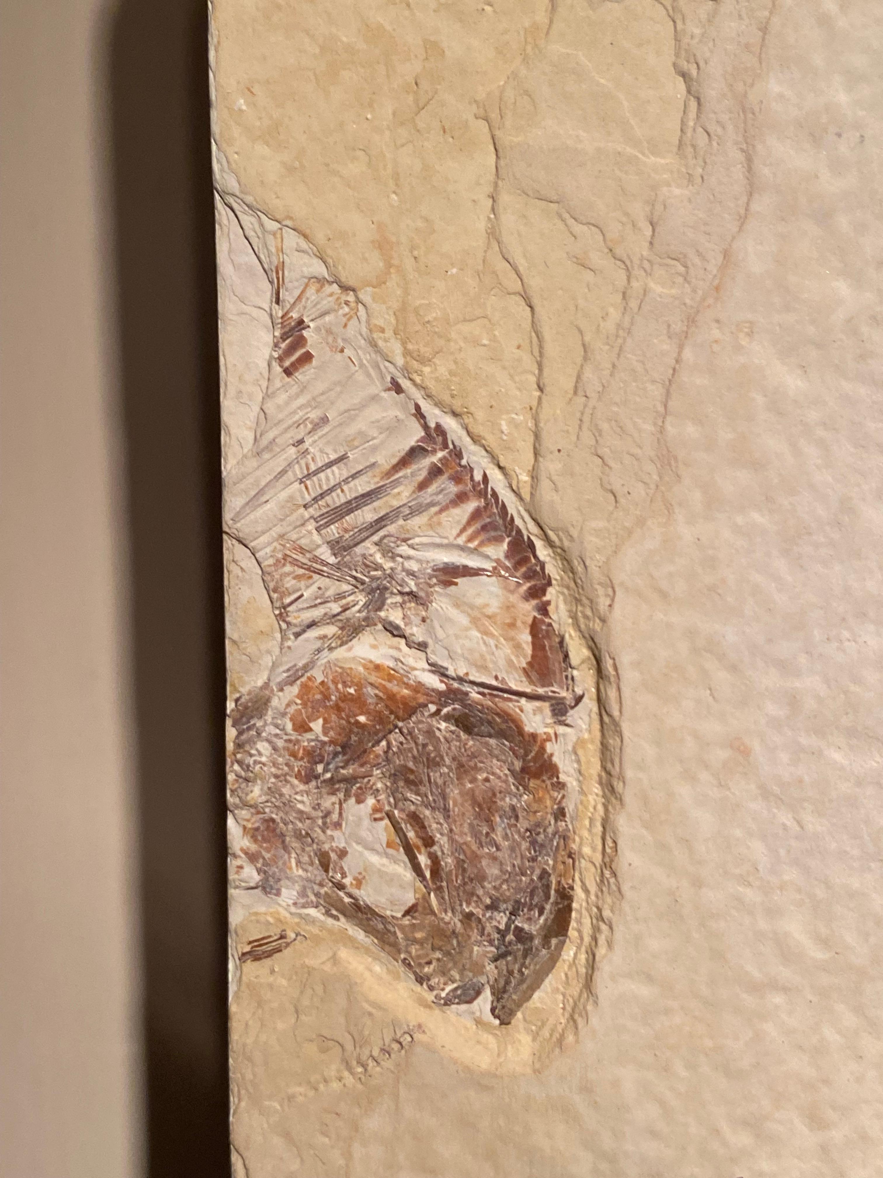 Pierre Assiette en forme de poisson fossile en vente