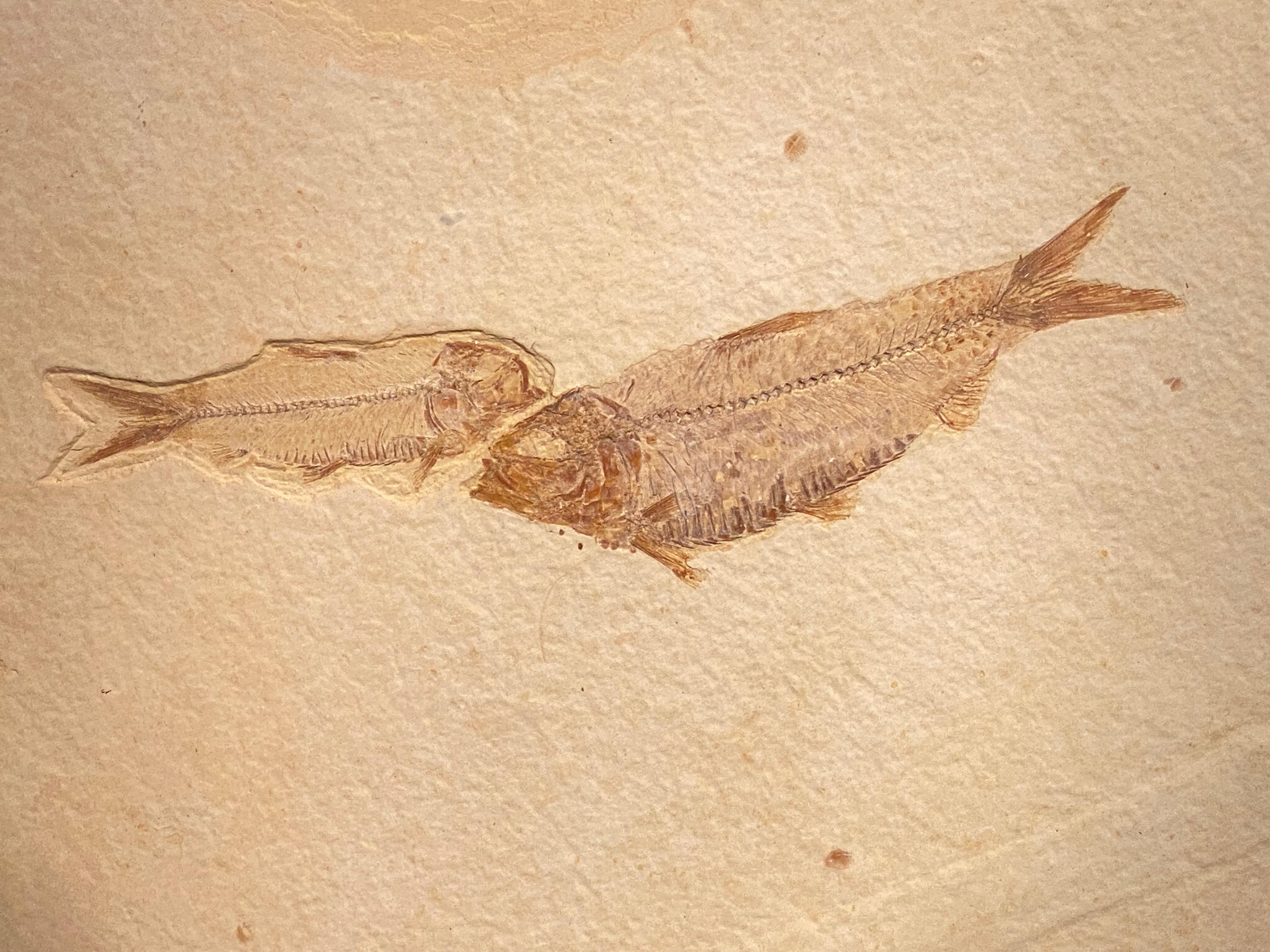 Assiette en forme de poisson fossile en vente 1