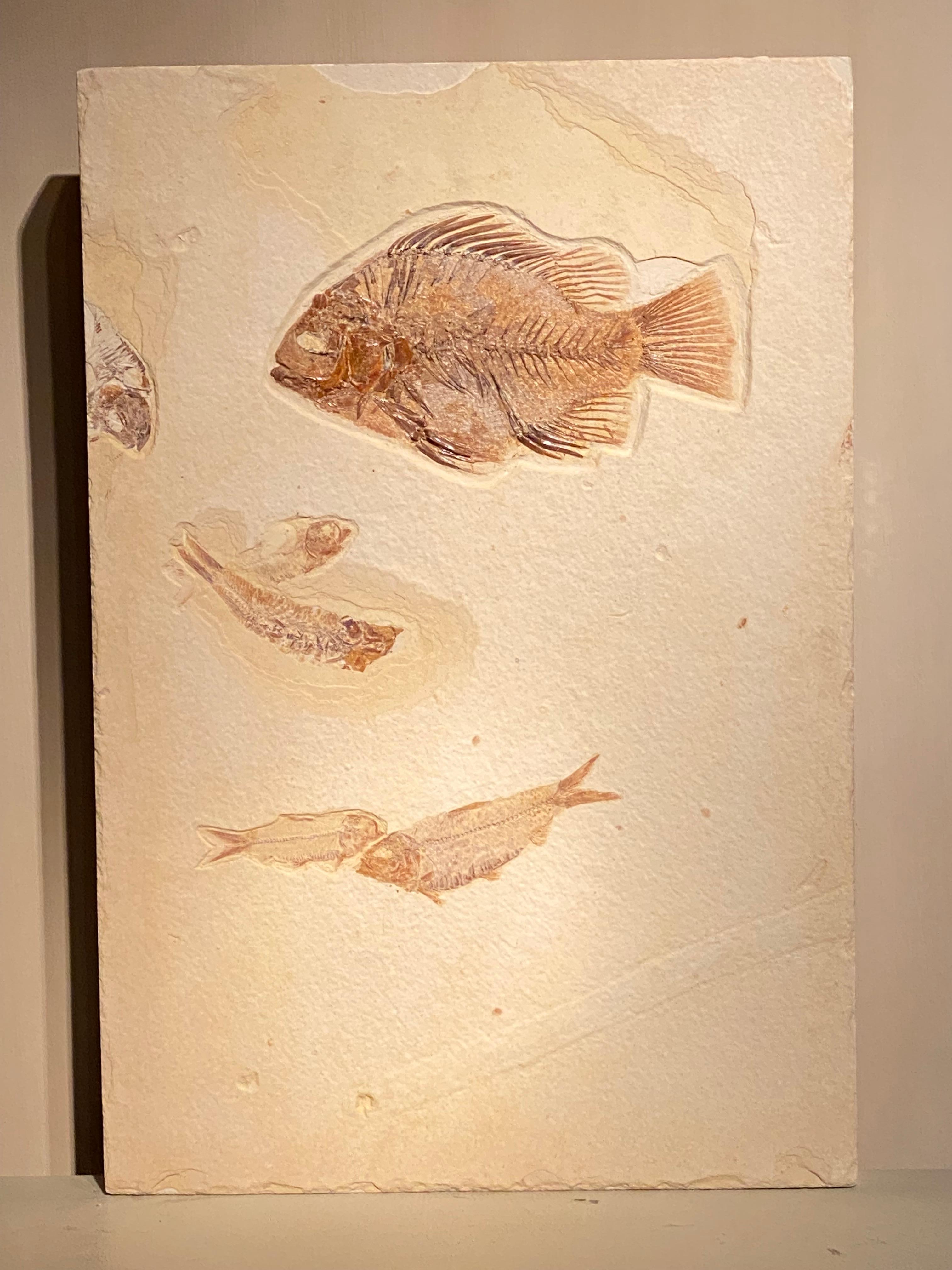 Assiette en forme de poisson fossile en vente 2