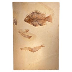 Fossil Fish Plate