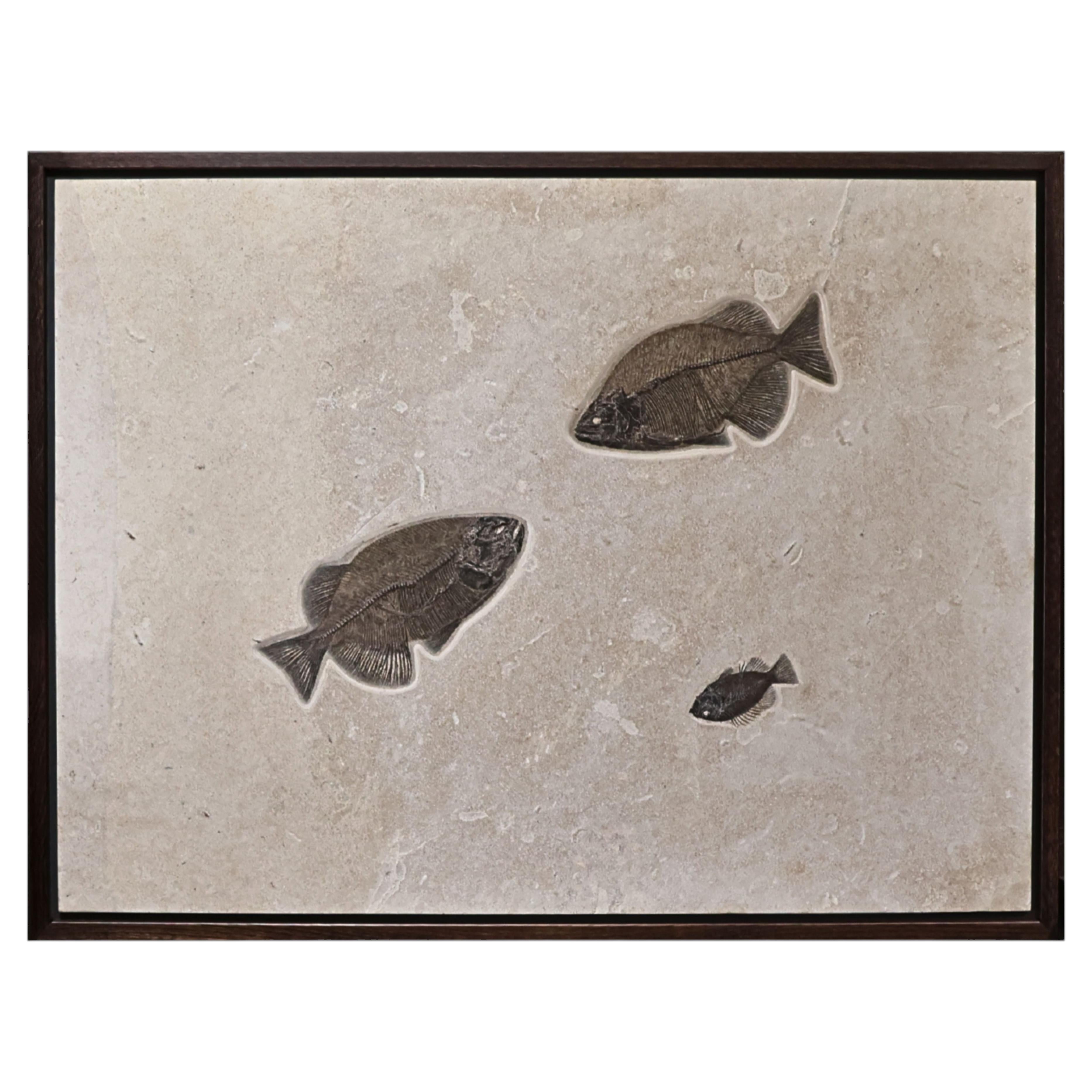 Murale de poissons fossiles dans un cadre en noyer personnalisé, Formation de la rivière Verte, Éocène