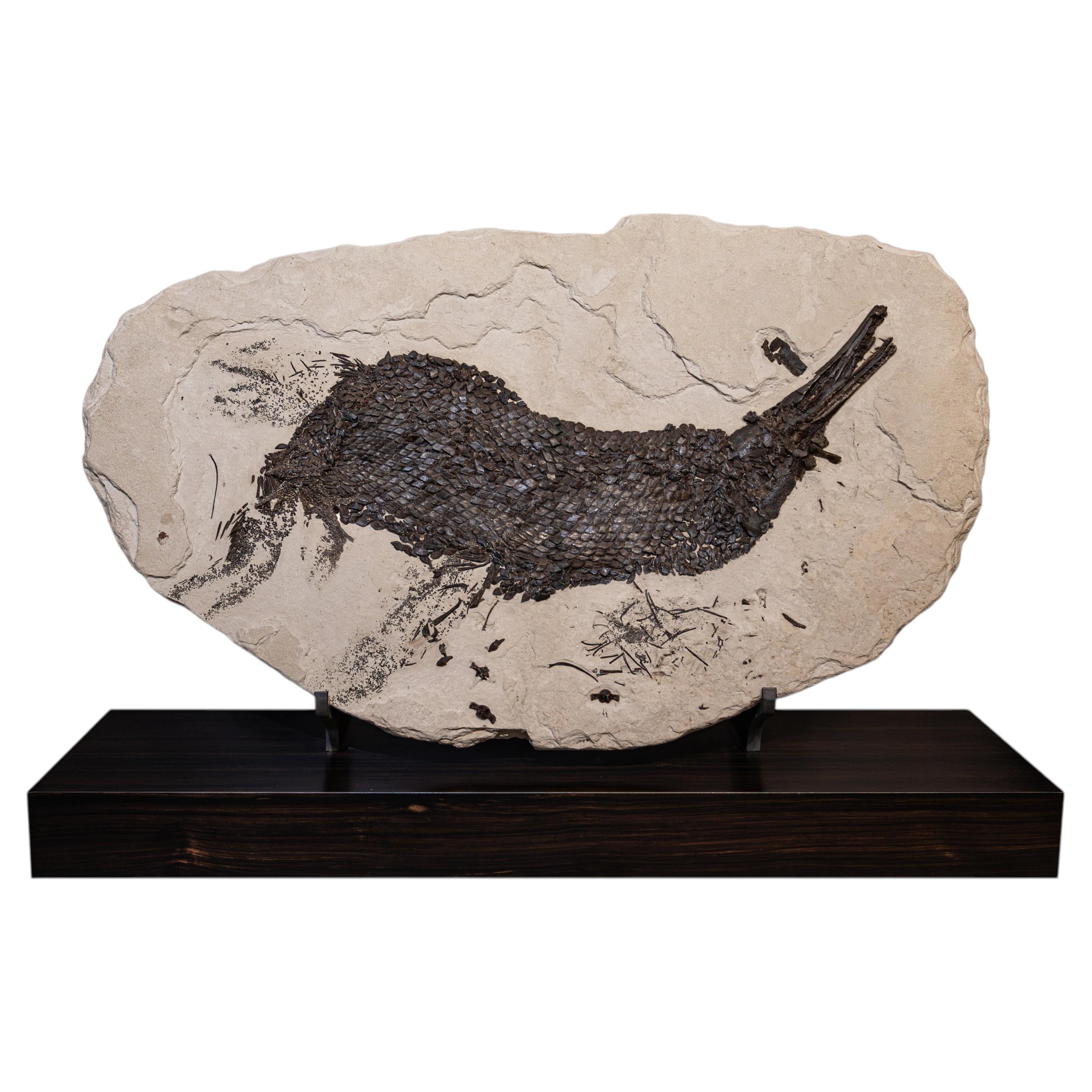 Fossil Gar Fish on Walnut Base, Green River Formation, Eocene