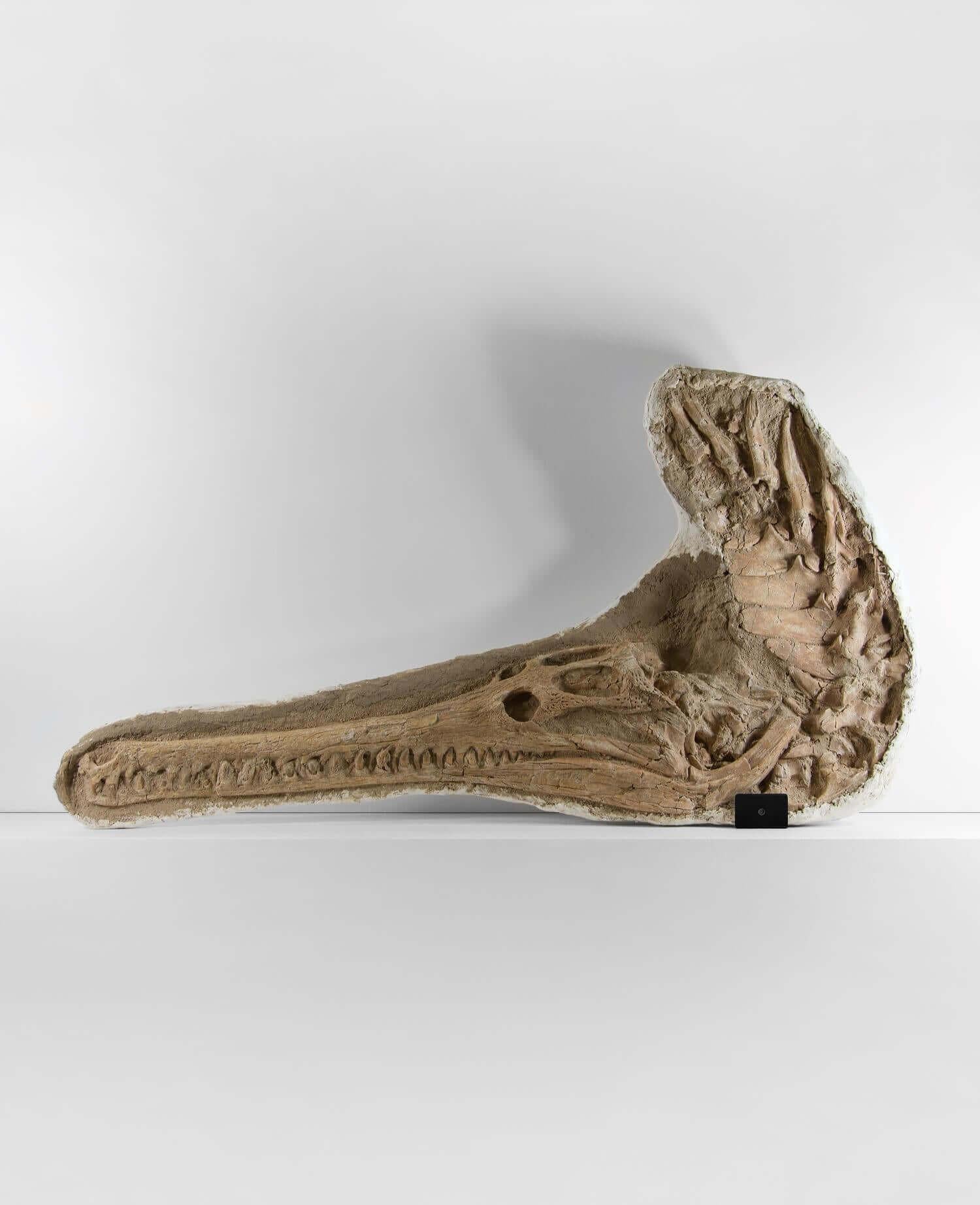 Un cranio fossile completo di coccodrillo Garial con le vertebre originali associate. Il tessuto osseo di questo Dyrosaurus, ora fossilizzato e conservato, mostra dettagli distinti della struttura intorno alle aree di attacco dei muscoli e dei nervi