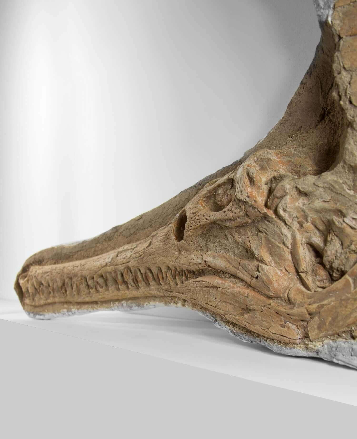 Preistorico Coccodrillo fossile Garial in vendita