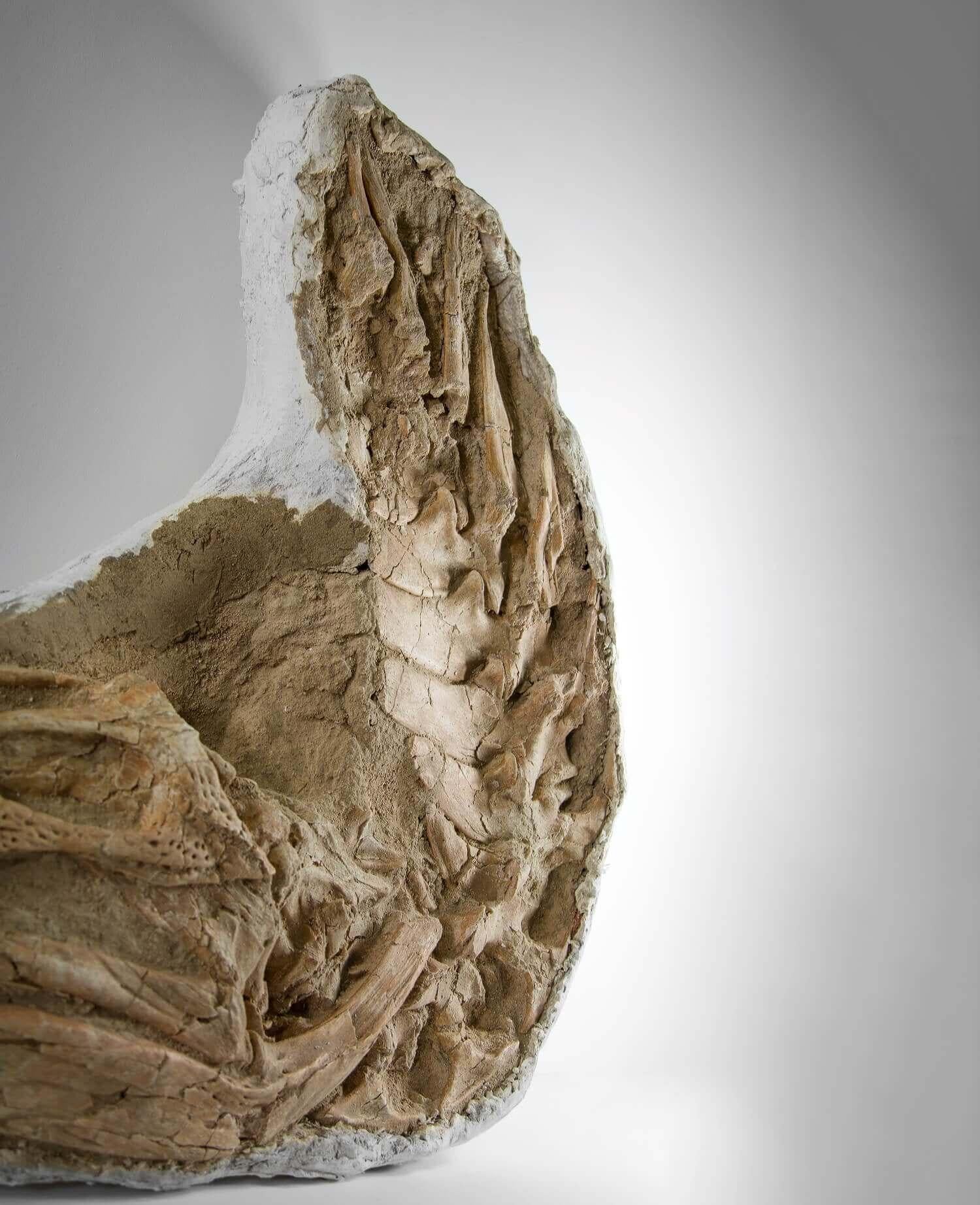 Fino al XVIII secolo Coccodrillo fossile Garial in vendita