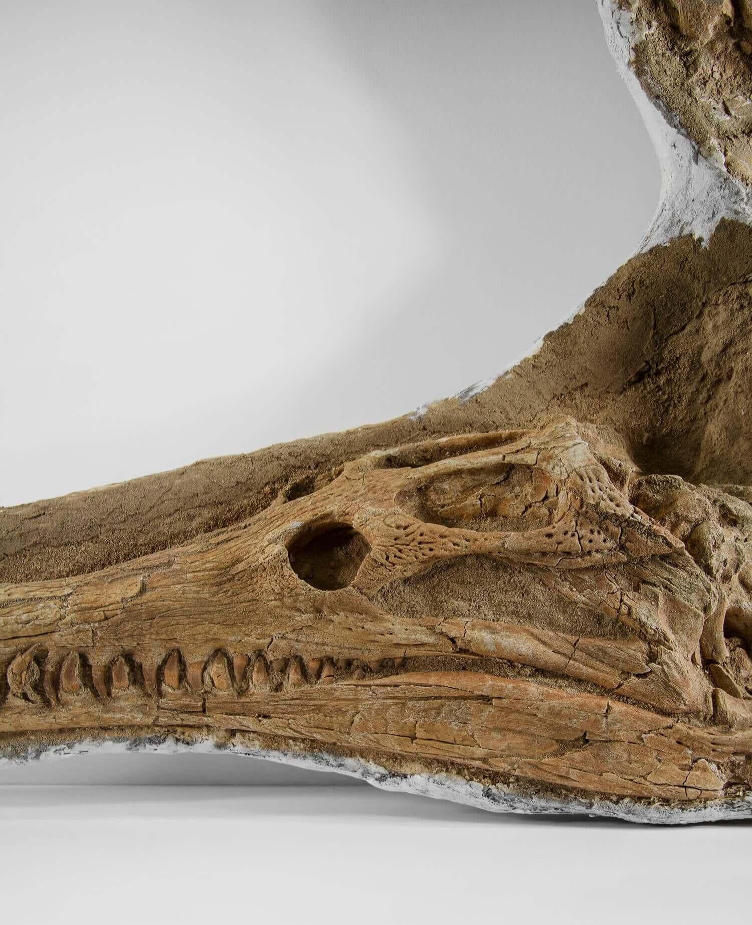 Calcare Coccodrillo fossile Garial in vendita