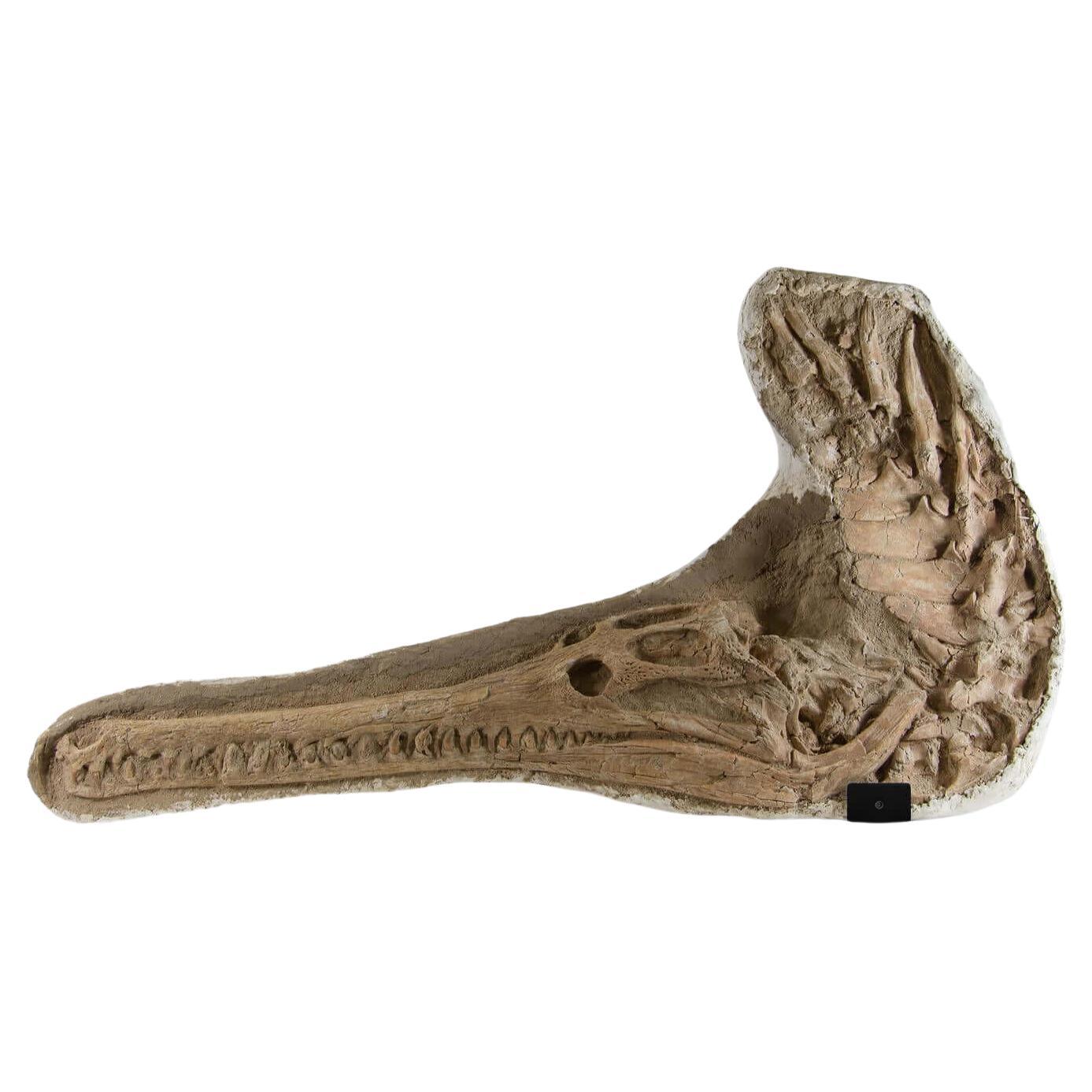Fossil Garial Crocodile