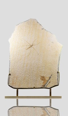 Fossil Gerridae Wasserstreifen- und geätzte Messinghalterung