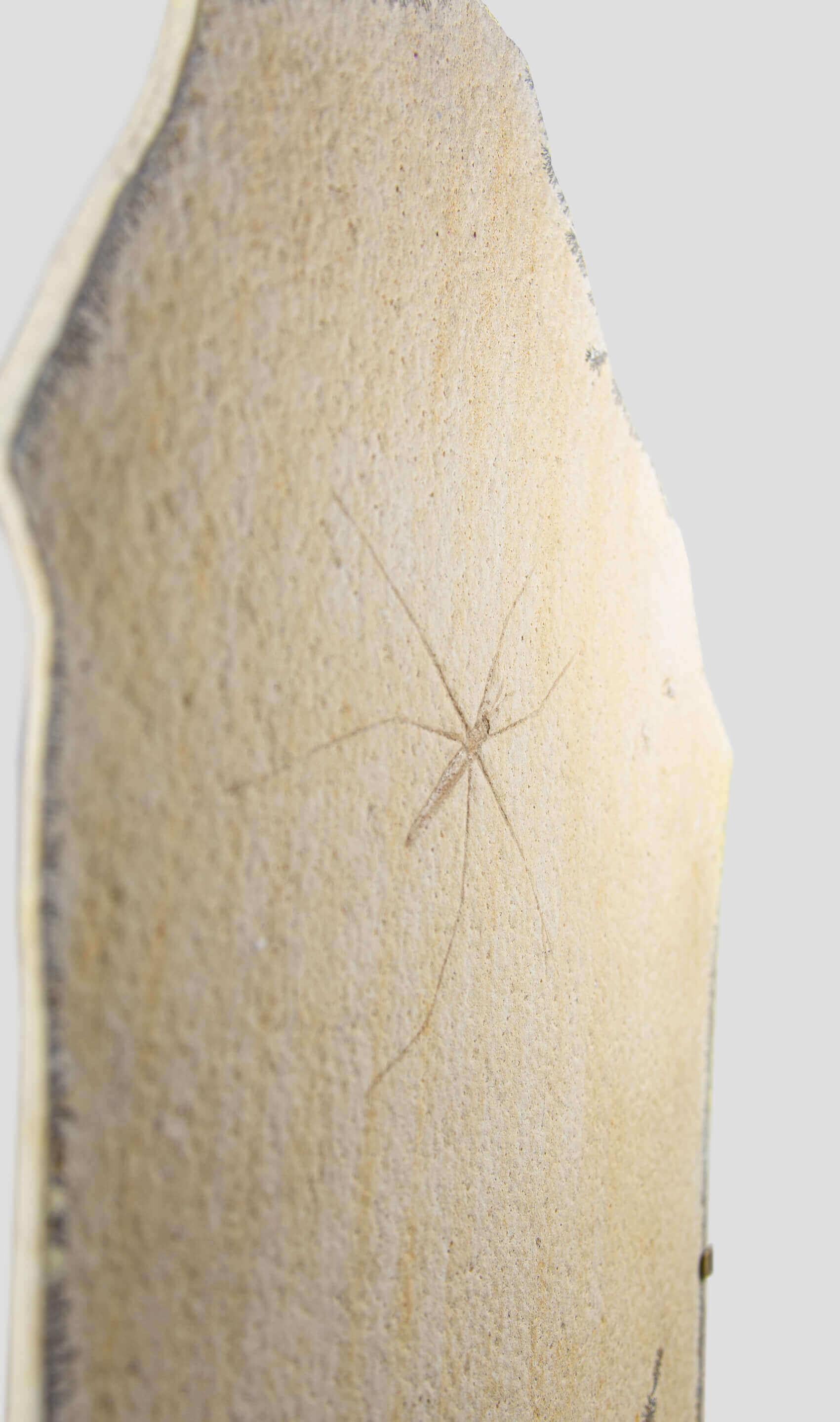 Fossil Gerridae Wasserstreifen- und geätzte Messinghalterung (Deutsch) im Angebot