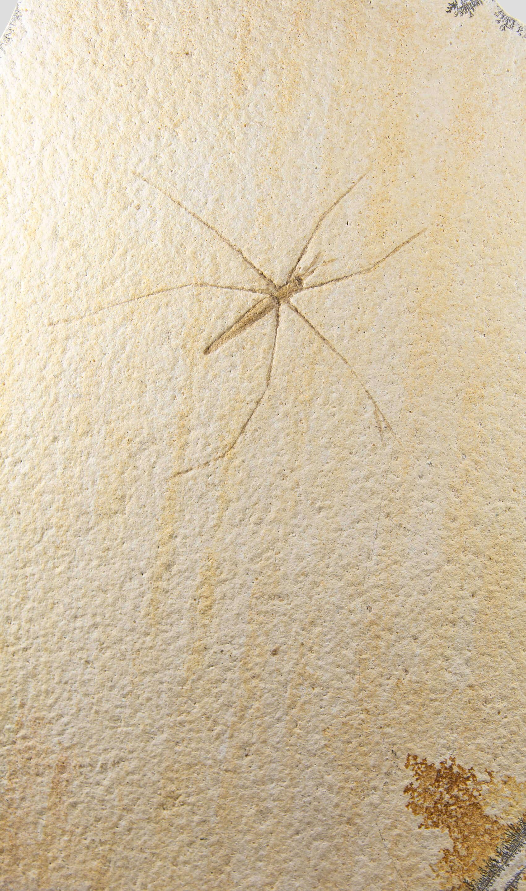 Fossil Gerridae Wasserstreifen- und geätzte Messinghalterung im Zustand „Hervorragend“ im Angebot in Scorton, GB