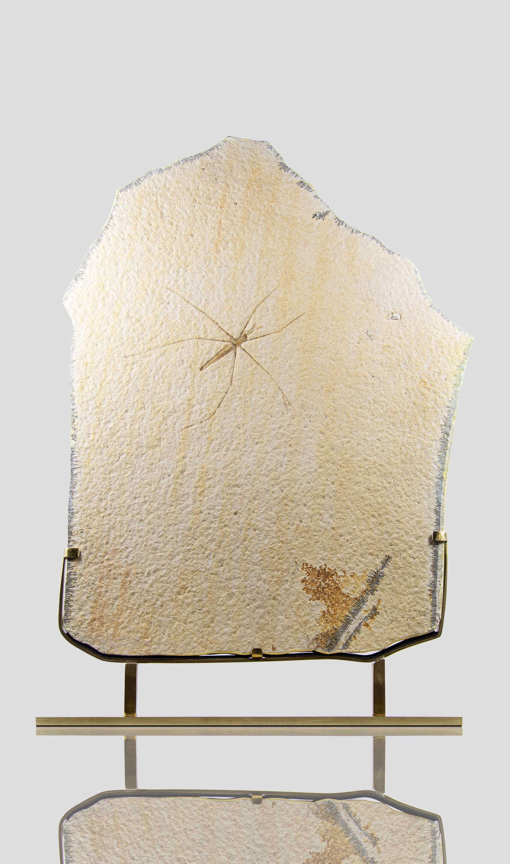 Fossil Gerridae Wasserstreifen- und geätzte Messinghalterung im Angebot 1