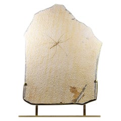 Fossil Gerridae Water Strider et monture en laiton gravé
