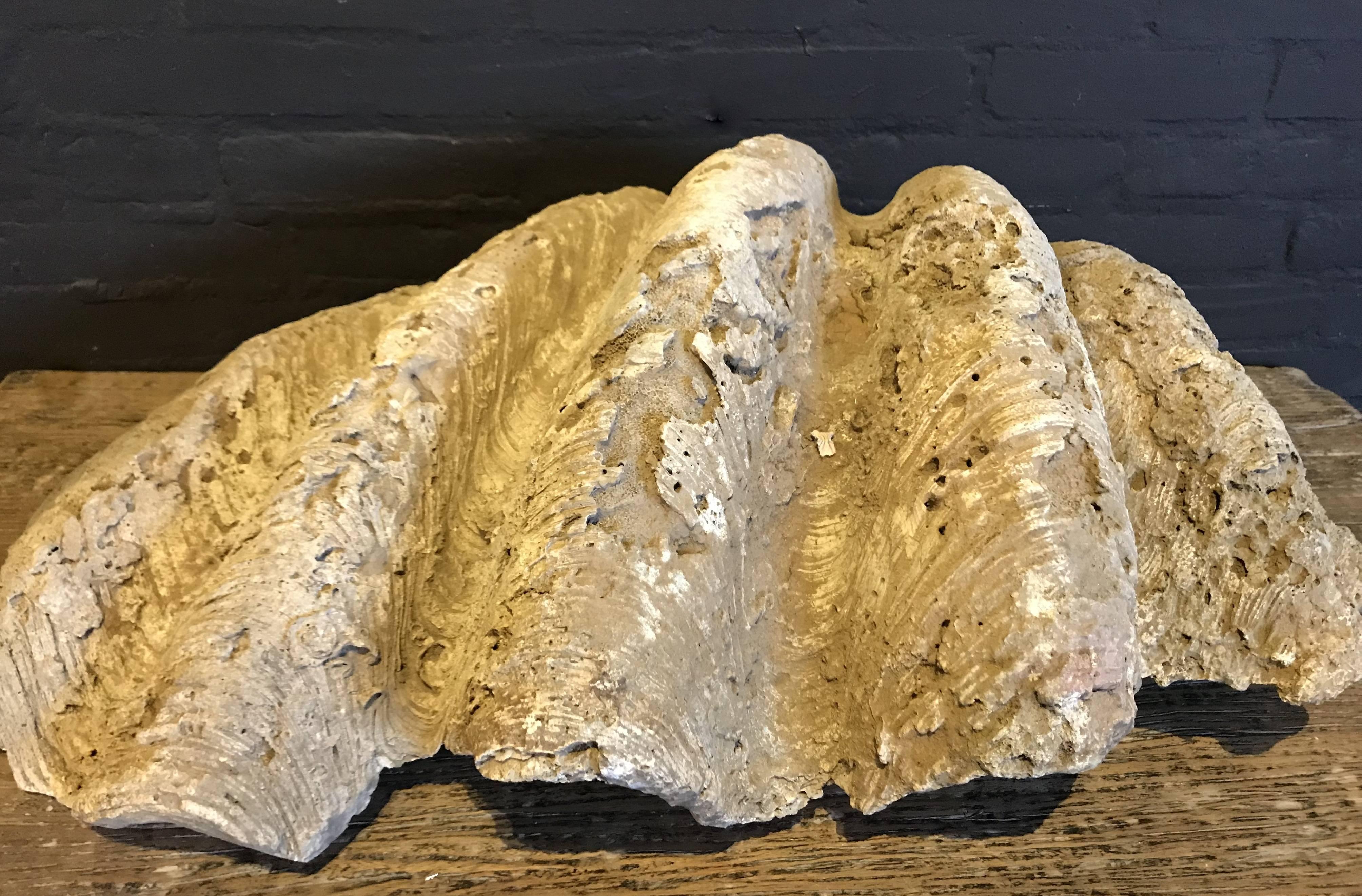 Philippine Fossil, Giant Clam 'Tridacna Gigas' For Sale