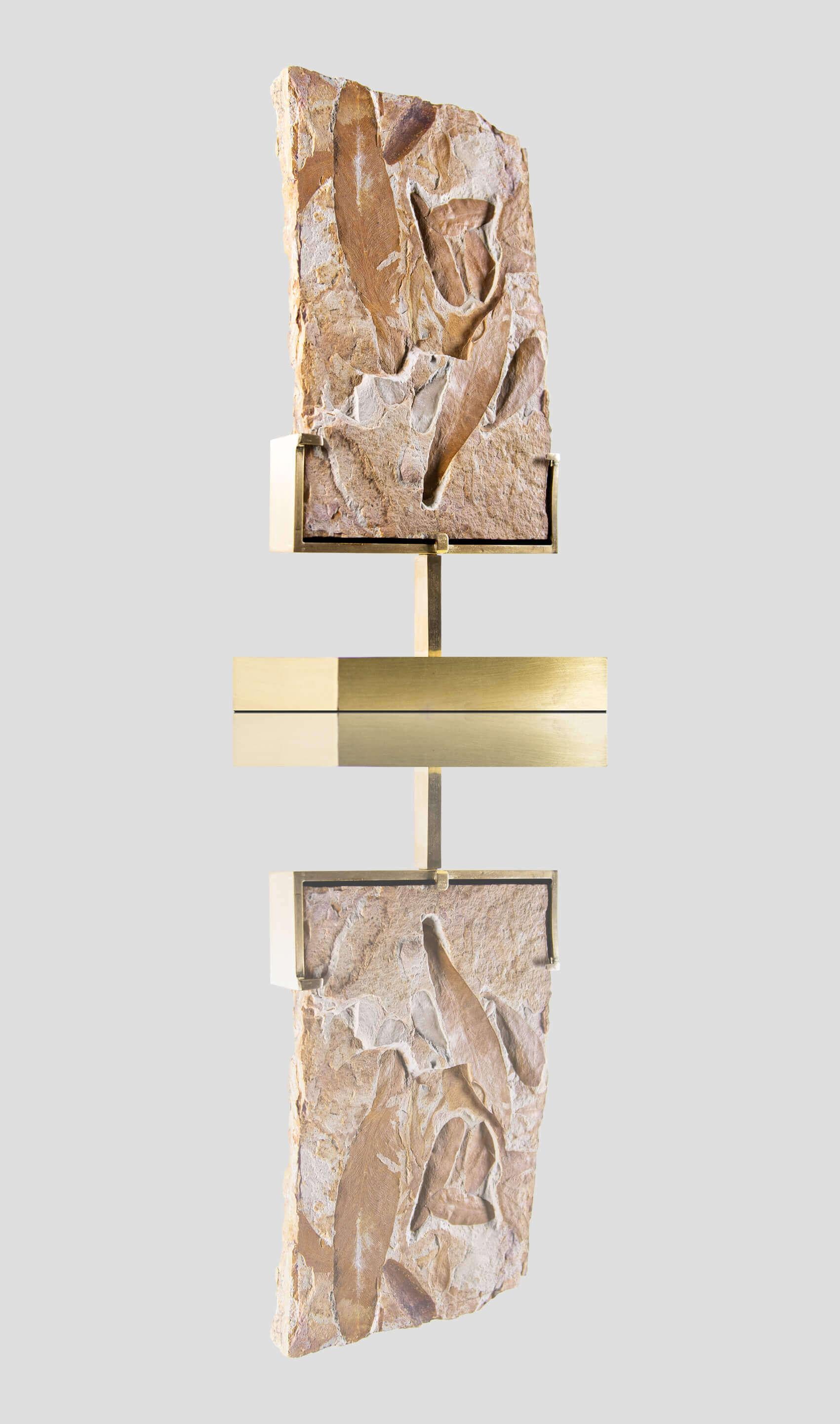 Una bellissima esposizione di foglie di felce da seme Glossopteris conservate all'interno dell'argilla permiana (Illawarra Coal Measures, Permiano superiore; area di Dunedoo, New South Wales, Australia) ora presentata su THE FOSSIL STORE™, serie di