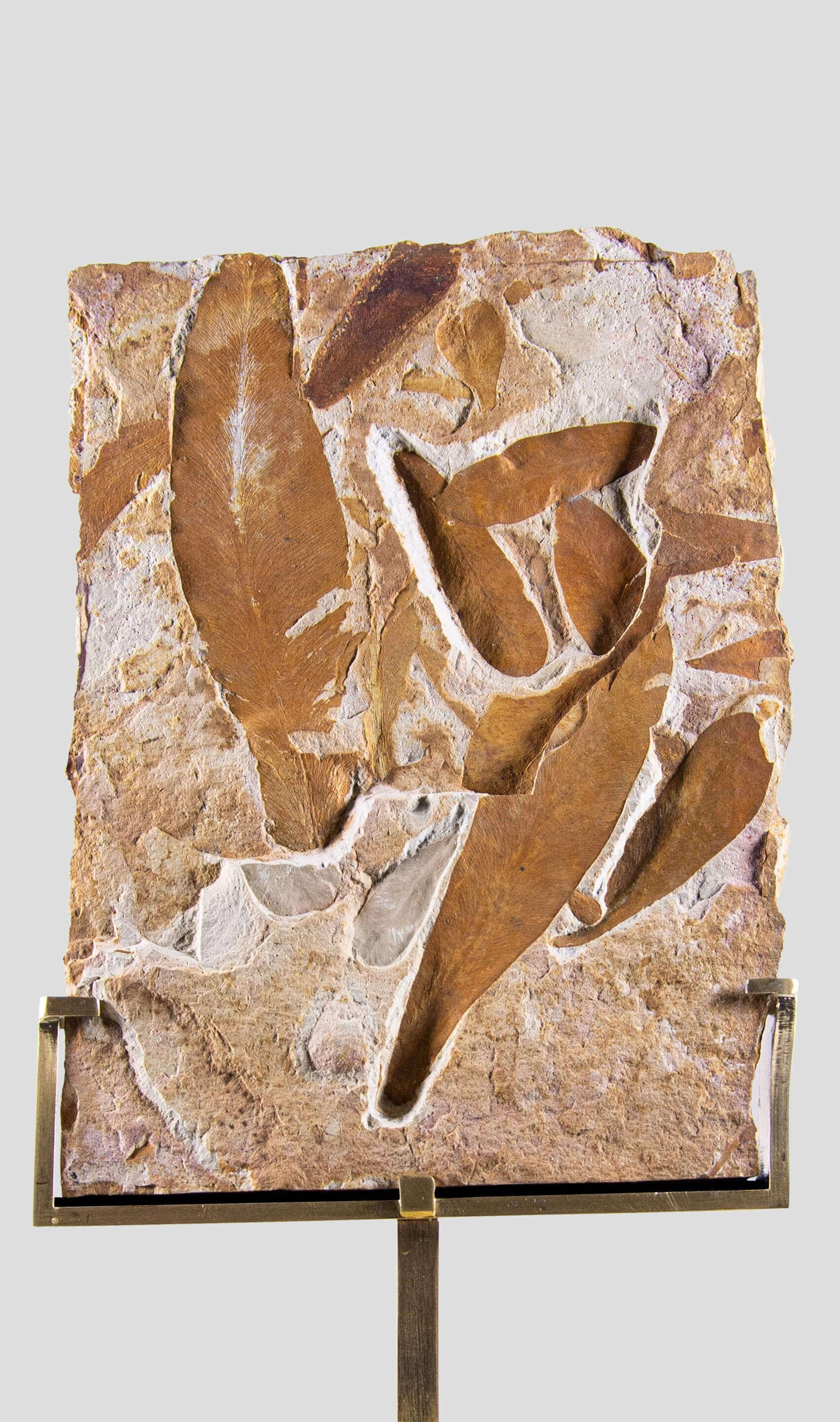 Australiano Piatto in foglie di felce fossile Glossopteris e supporto in ottone inciso con sormonto in vendita