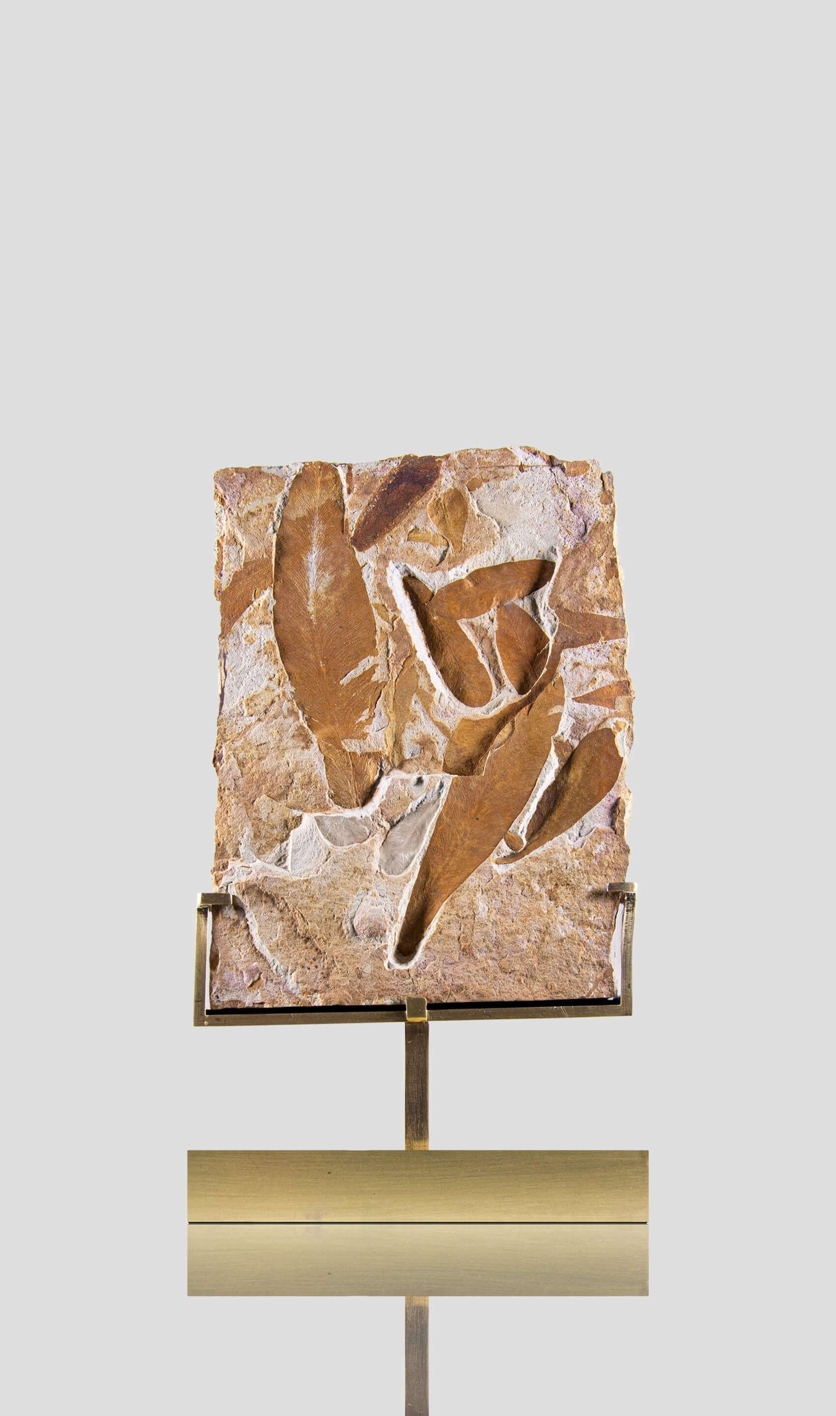 Piatto in foglie di felce fossile Glossopteris e supporto in ottone inciso con sormonto In condizioni ottime in vendita a Scorton, GB