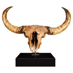 Fossil Ice Age Bison Skull on Custom Walnut Base, Pleistocene