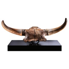 Fossiler eiszeitlicher Bisonschädel auf Nussbaumsockel, Pleistozän