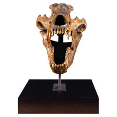 Fossil Ice Age Cave Bear Skull on Custom Walnut Base