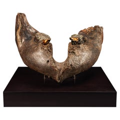 Fossil Ice Age Woolly Mammoth Jaw on Custom Walnut Base, Pleistocene