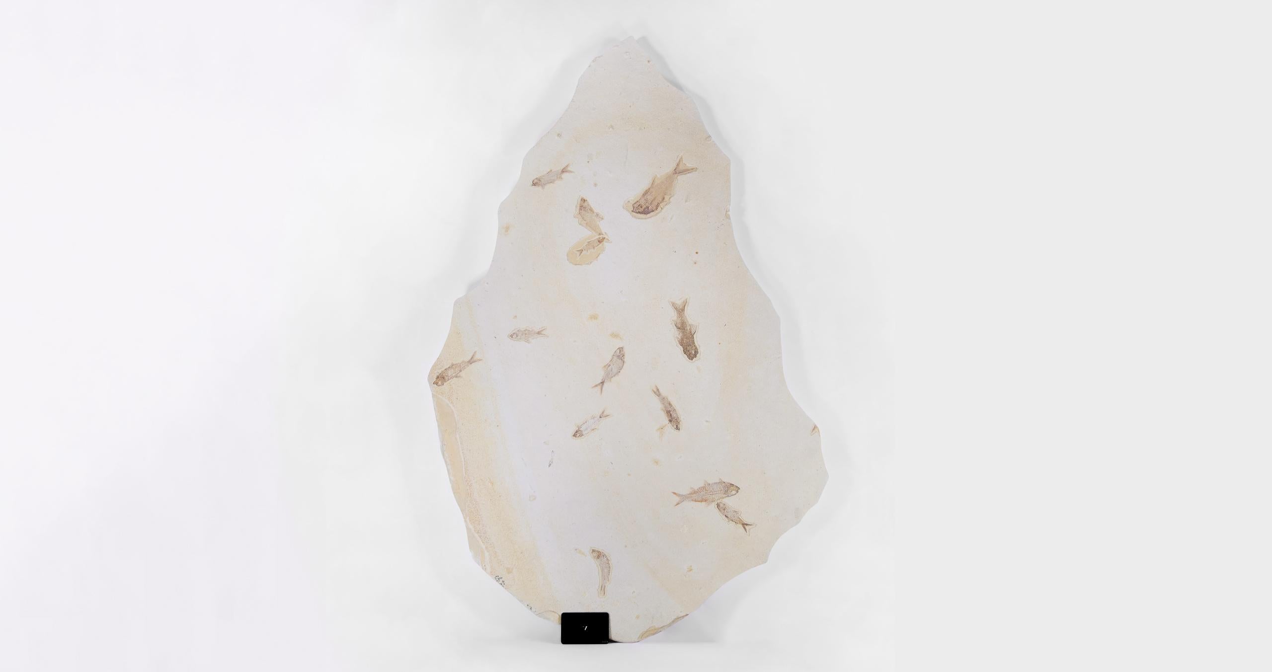 This visually stunning statement piece, designed for placement, captures a shoal of Knightia Alta fish for vertical wa authentically fossilised within the original silt beds of a once tropical lagoon from the Green River, Wyoming.

The unique