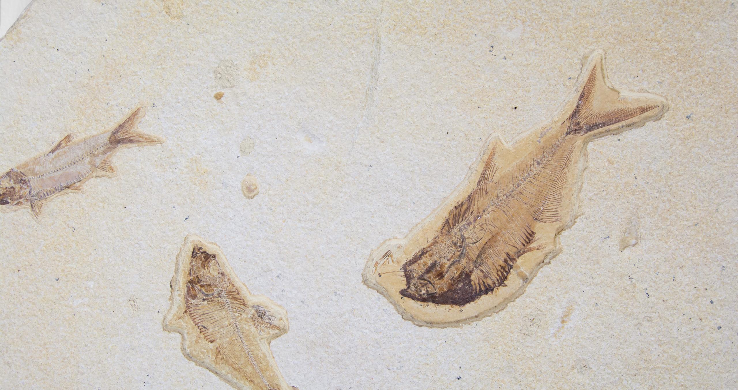 American Fossil Knightia Alta Fish Shoal Lithographic Limestone Plate For Sale