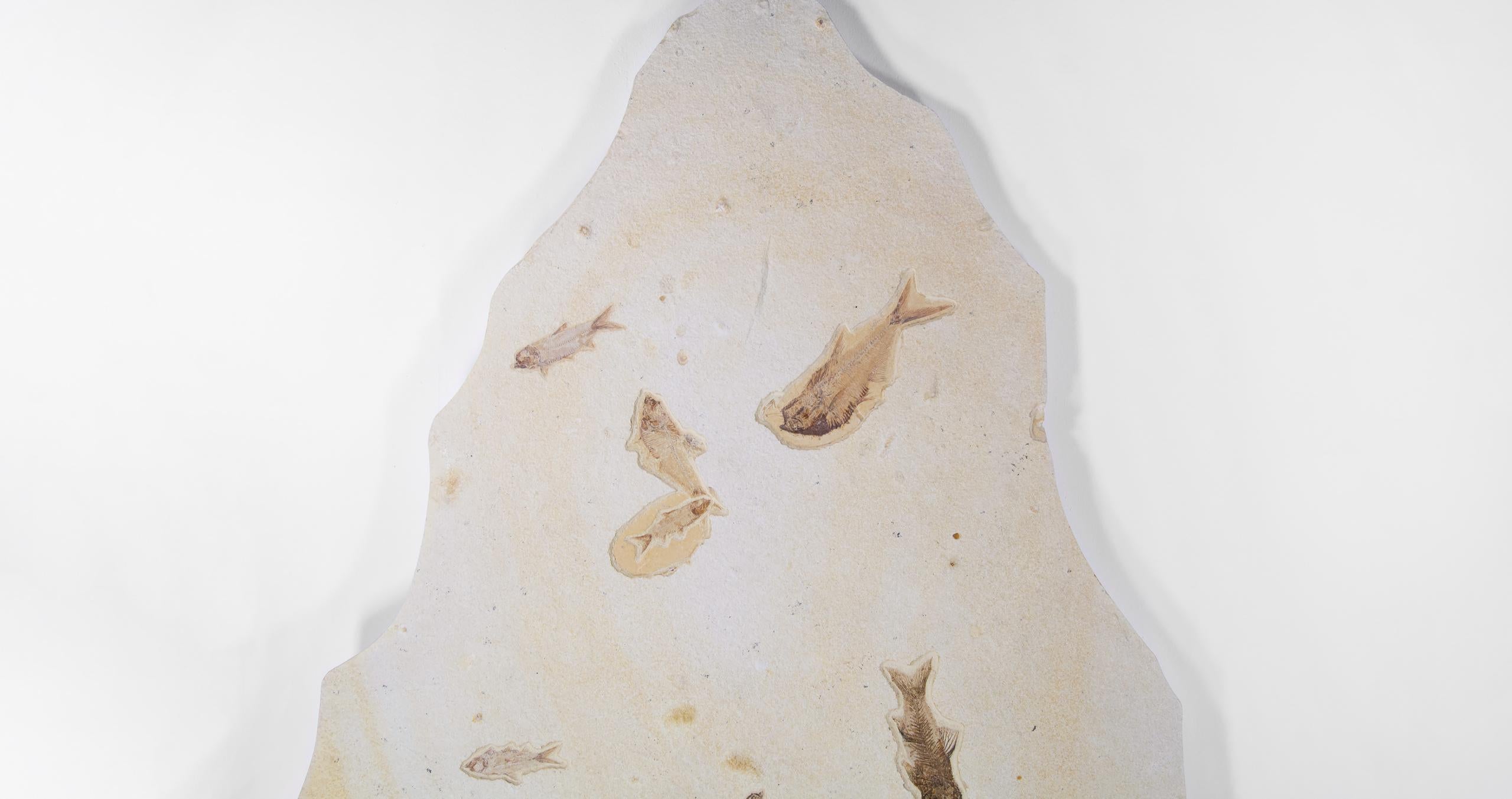 Fossil Knightia Alta Fish Shoal Lithographic Limestone Plate In Excellent Condition For Sale In Scorton, GB