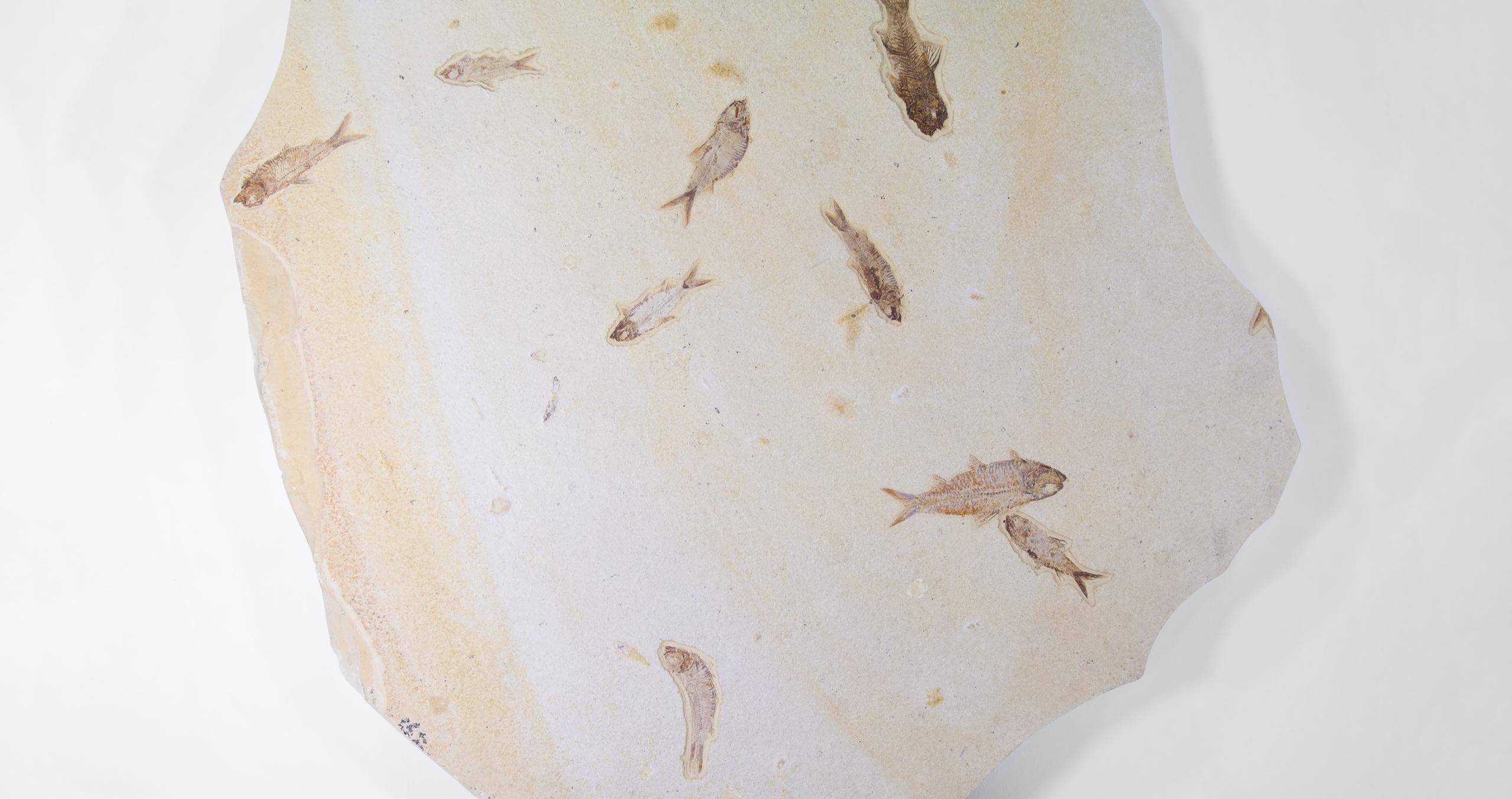 18th Century and Earlier Fossil Knightia Alta Fish Shoal Lithographic Limestone Plate For Sale