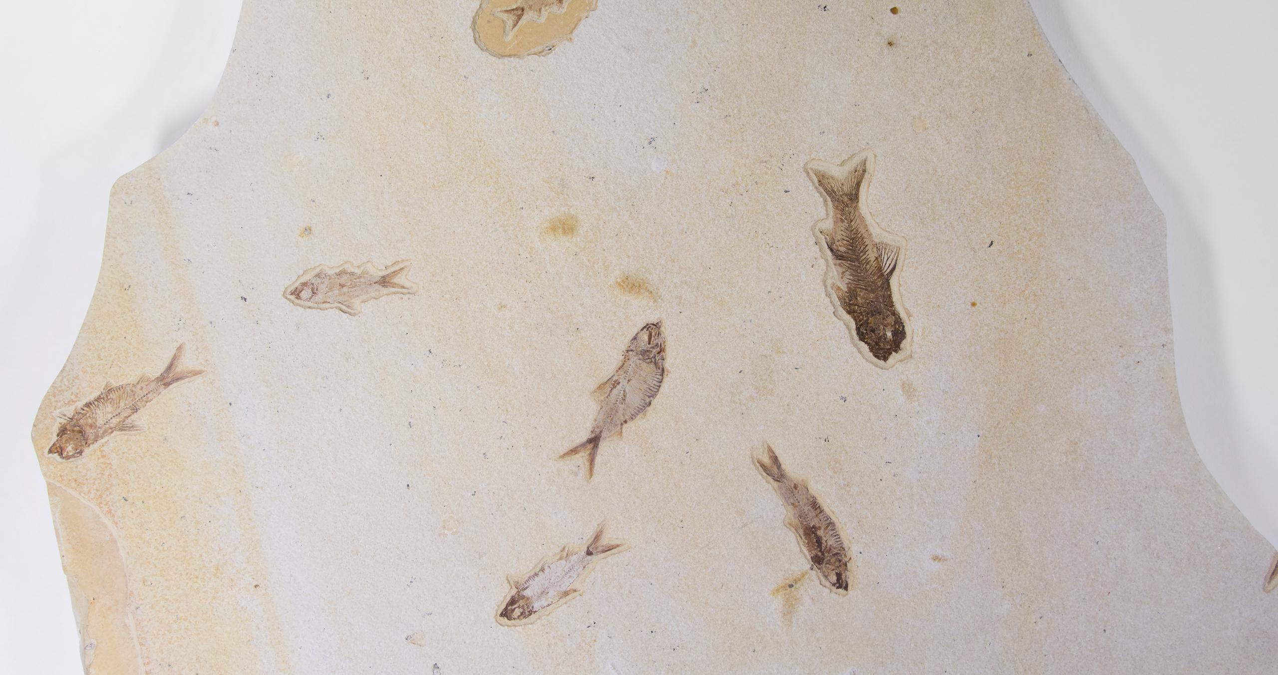 Fossil Knightia Alta Fish Shoal Lithographic Limestone Plate For Sale 1