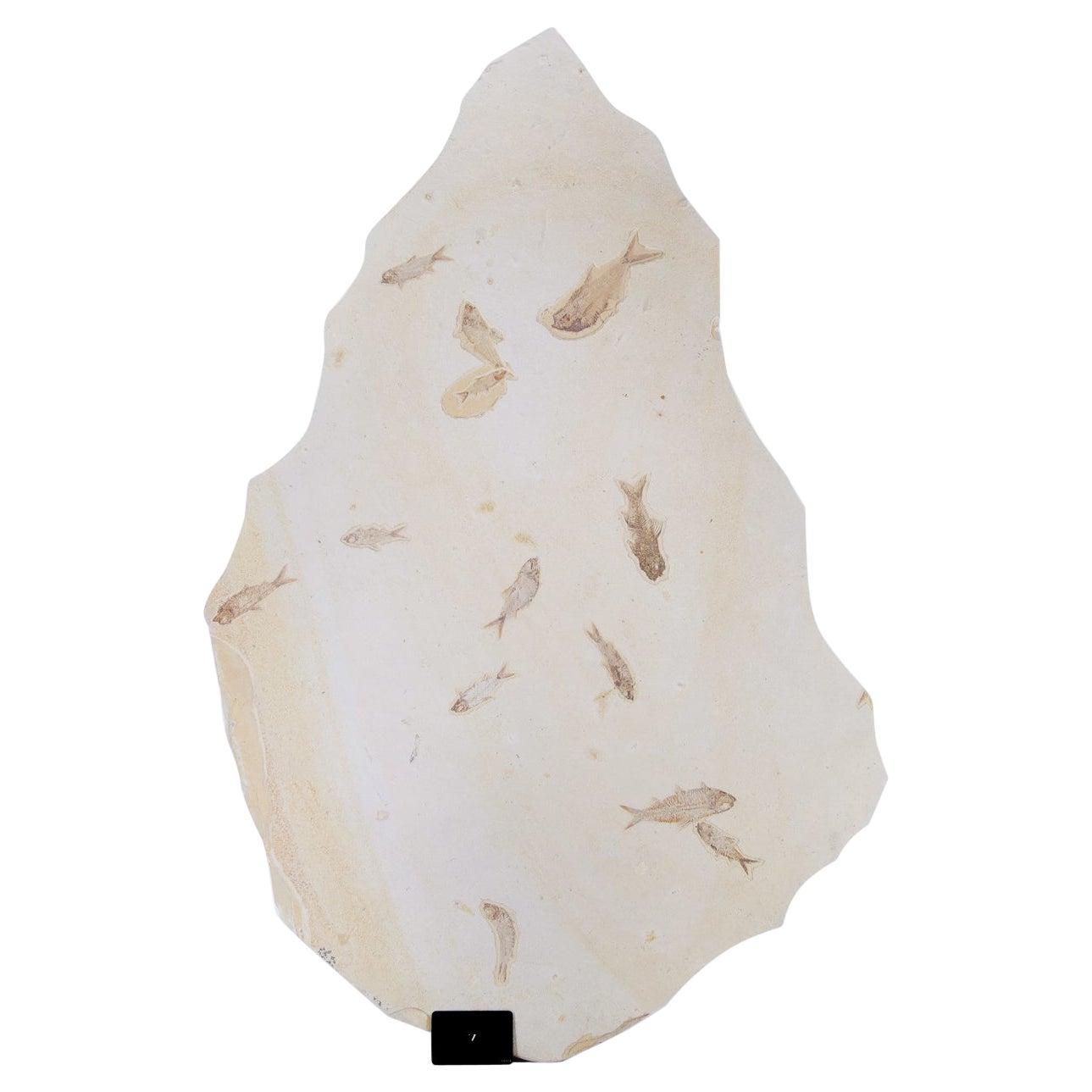 Fossil Knightia Alta Fish Shoal Lithographic Limestone Plate For Sale