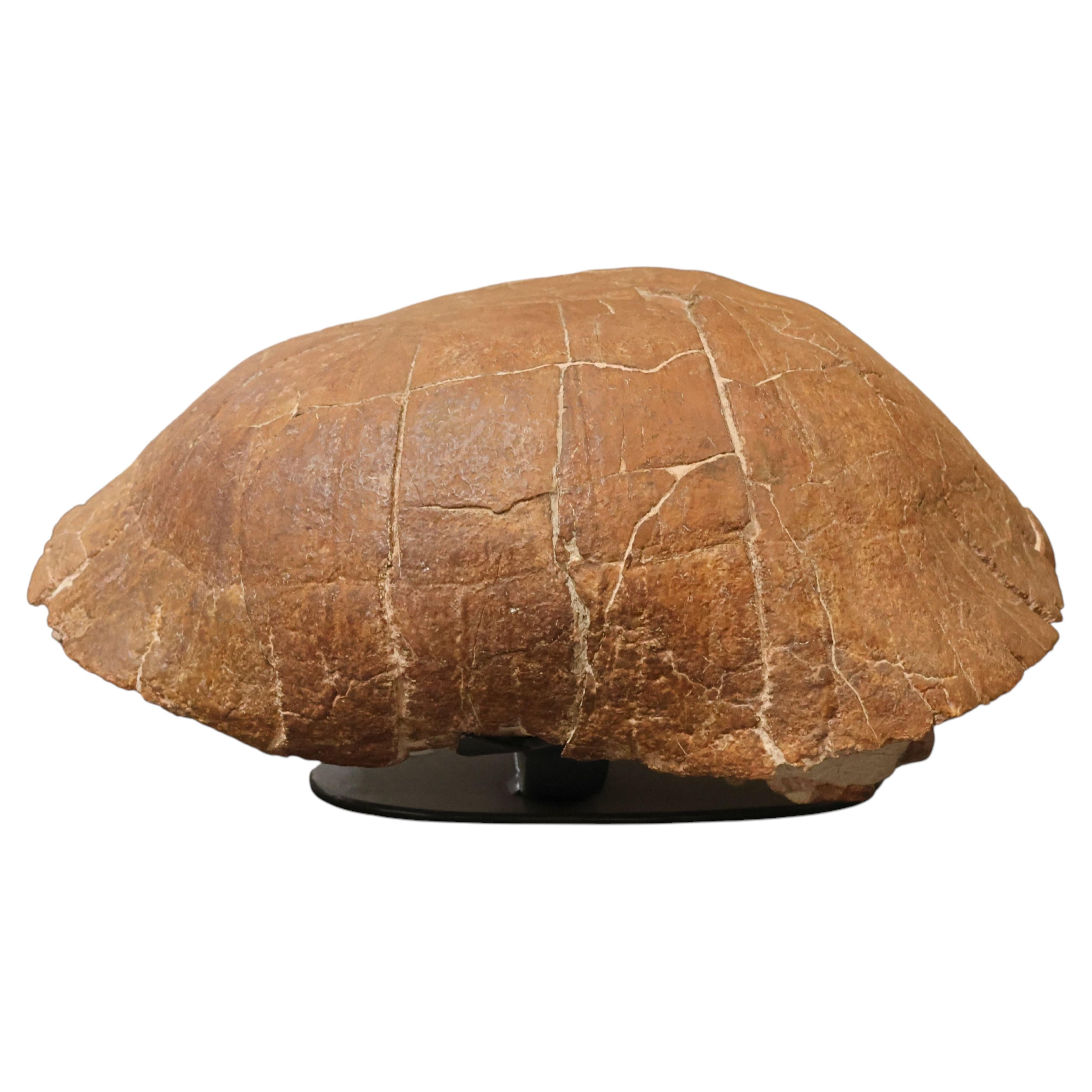 Fossil Land Turtle (Stylemys nebrascensis) Shell on Floating Steel Stand For Sale