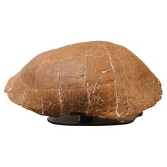 Fossil Land Turtle (Stylemys nebrascensis) Shell on Floating Steel Stand