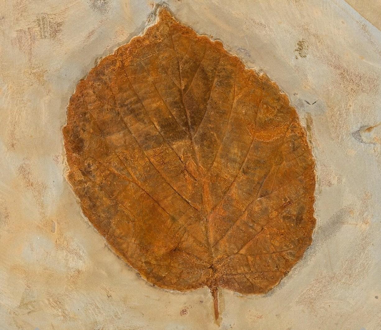 Fossil Leaf
Davidia antiqua
Paleocene epoch
Fort Union Formation
Glendive, Montana, USA
5.47 x 5.55 x 0.97 inches 
(13.90 x 14.10 x 2.46 cm)

Beautifully presented and carefully preserved, this 60 million year old fossilized prehistoric leaf is a