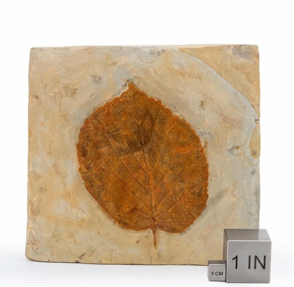 Fossil Blatt Montana USA Paleocene Epoch natürliches versteinertes Pflanzgefäß-Exemplar (amerikanisch) im Angebot