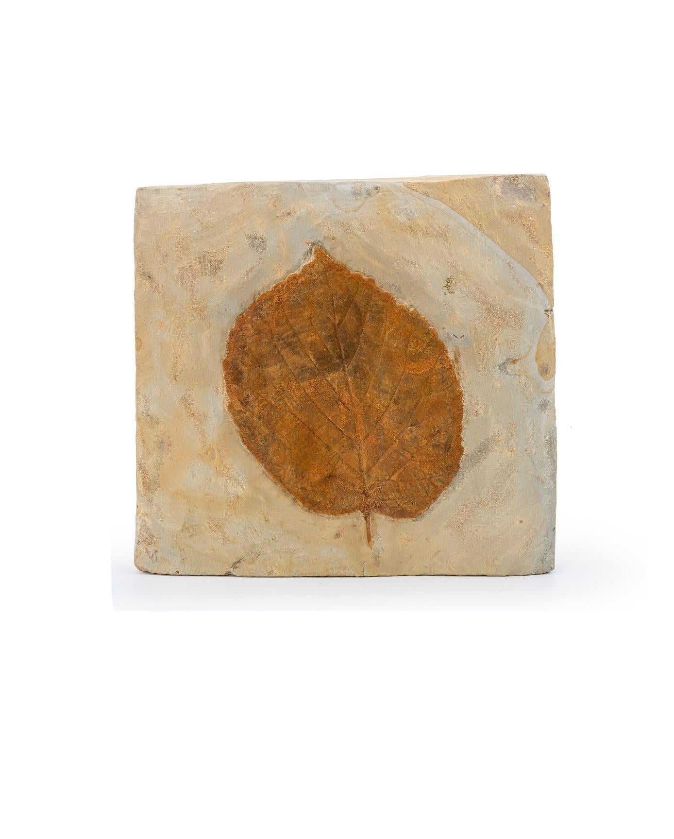 Fossil Blatt Montana USA Paleocene Epoch natürliches versteinertes Pflanzgefäß-Exemplar im Zustand „Gut“ im Angebot in Forney, TX