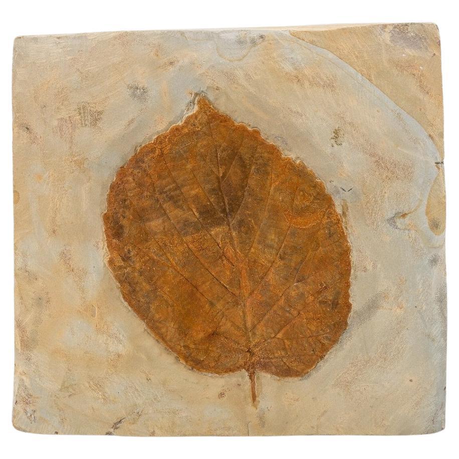 Fossil Leaf Montana USA Paleocene Epoch Natural Fossilized Plant Specimen For Sale