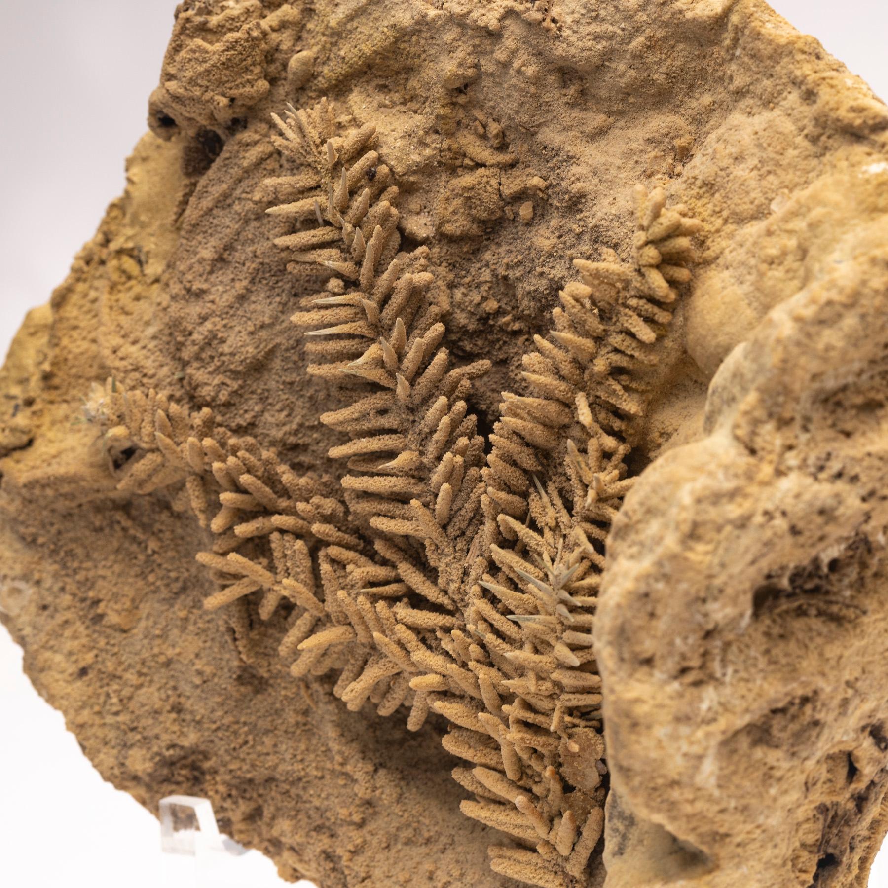 Contemporary Fossil Leave in Travertine from Tyrol, Austria, Pleistocene Period For Sale