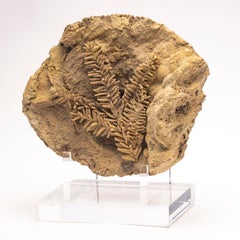 Fossil Leave in Travertine from Tyrol, Austria, Pleistocene Period