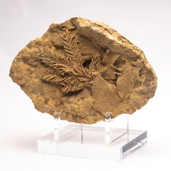 Fossil Leave in Travertine from Tyrol, Austria, Pleistocene Period