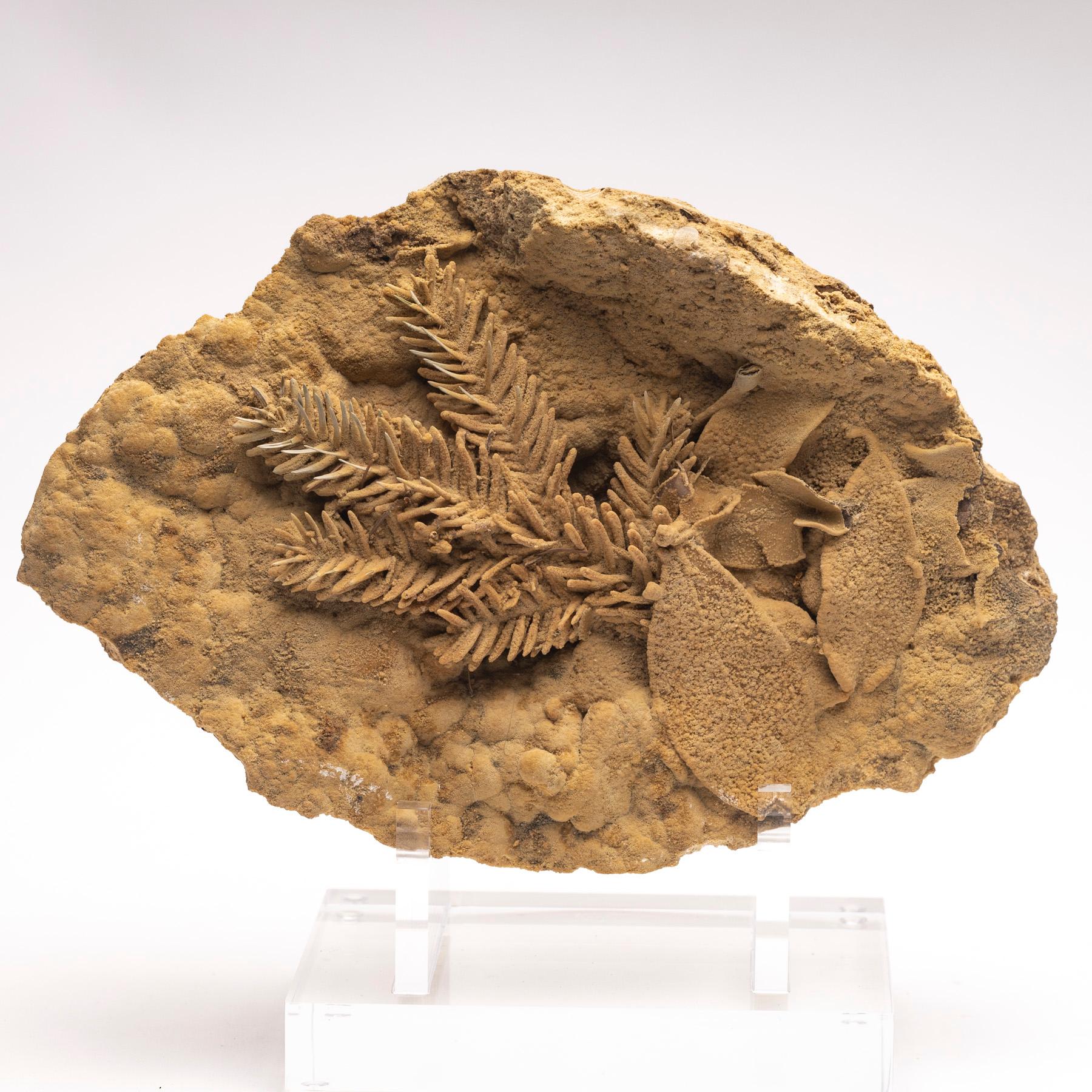 fossils in travertine