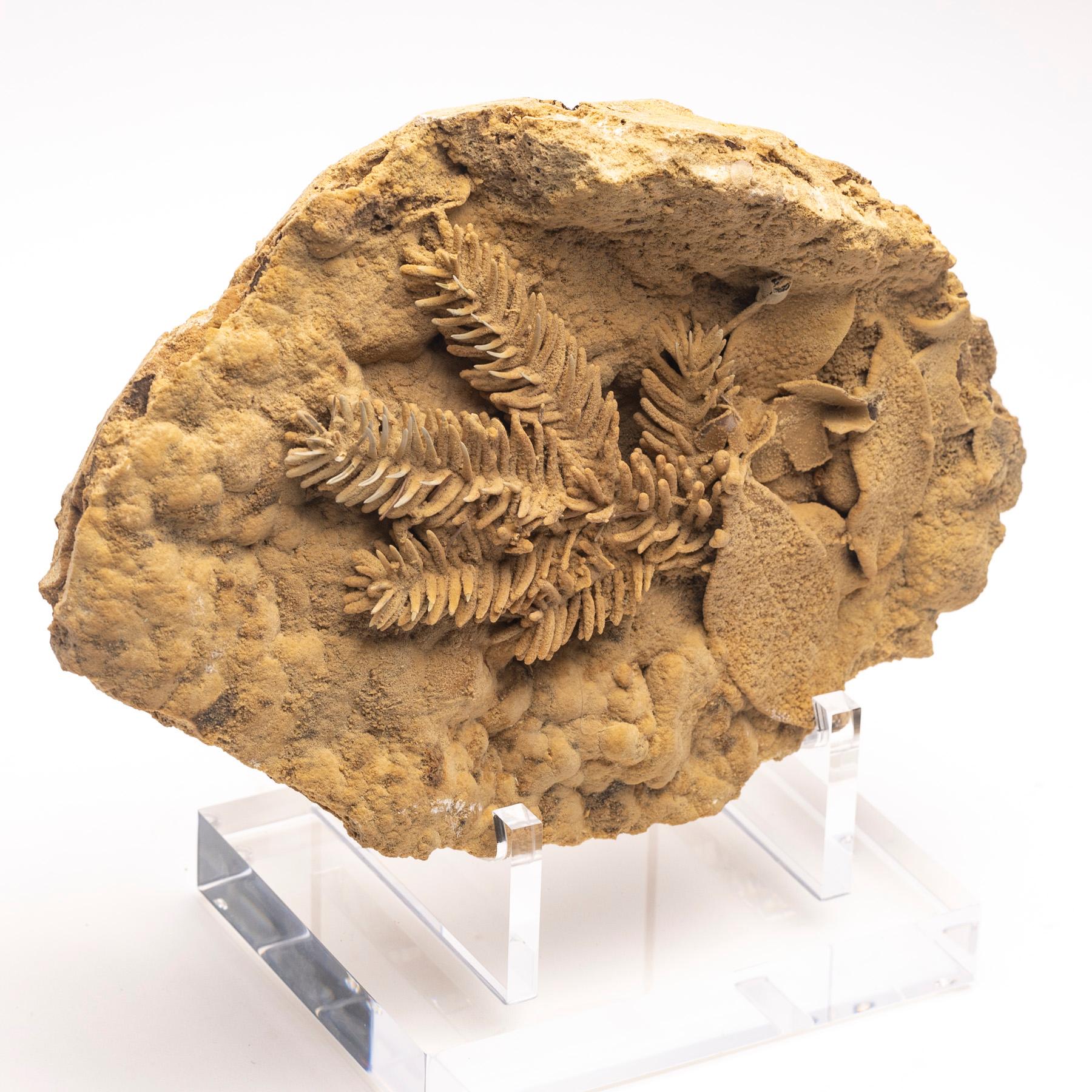 Organic Modern Fossil Leave in Travertine from Tyrol, Austria, Pleistocene Period For Sale