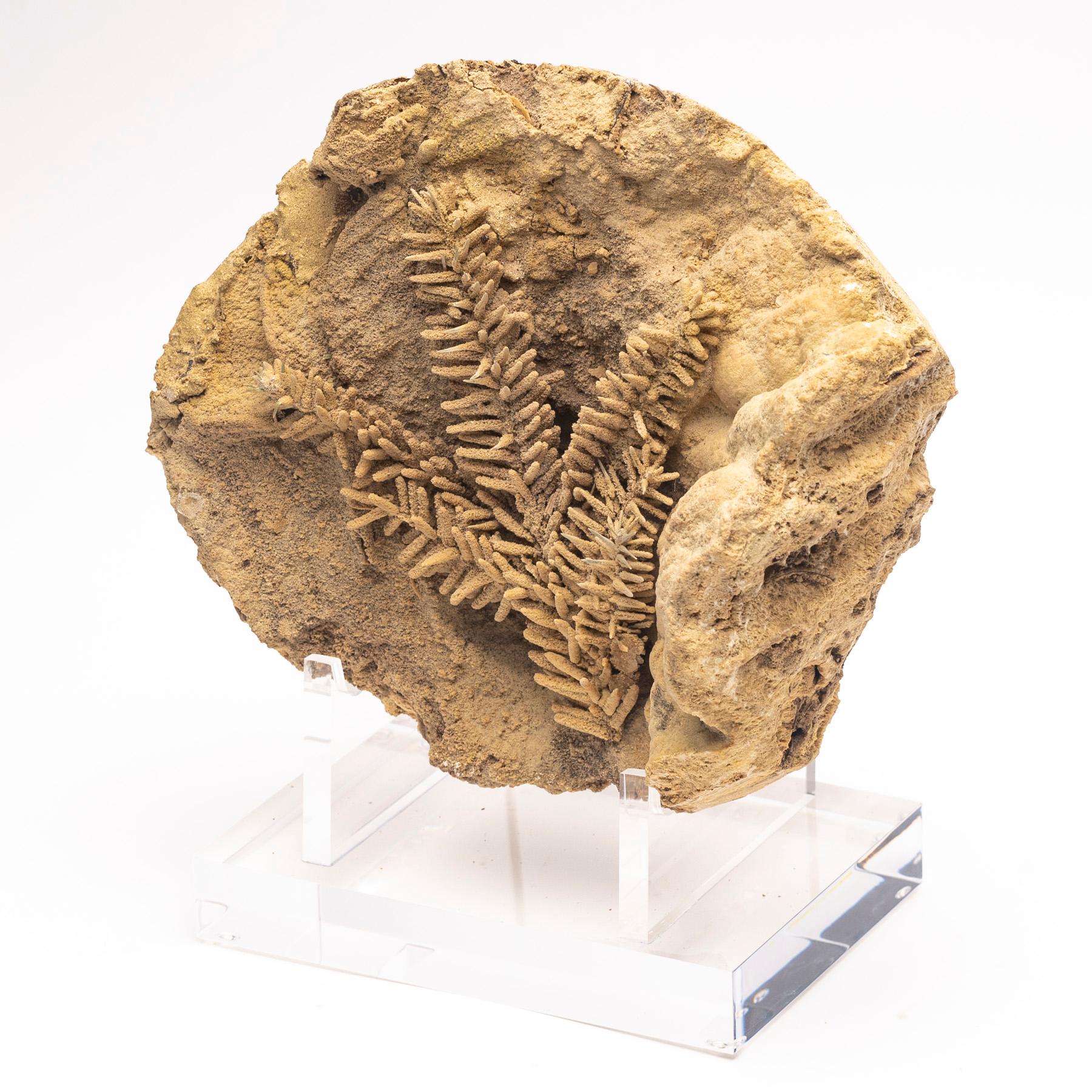 Organic Modern Fossil Leave in Travertine from Tyrol, Austria, Pleistocene Period For Sale