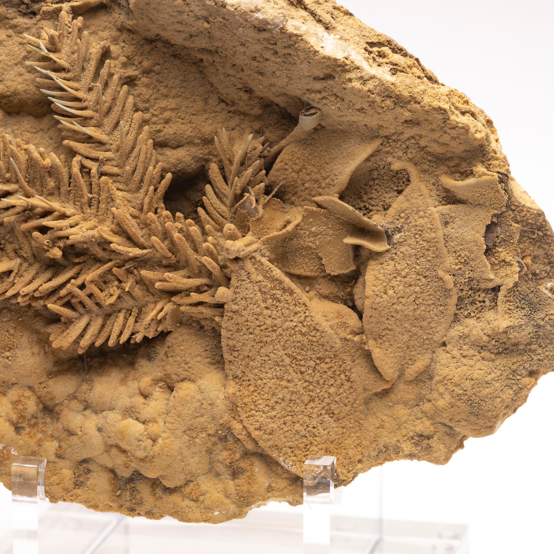 Fossil Leave in Travertine from Tyrol, Austria, Pleistocene Period In New Condition For Sale In Polanco, CDMX