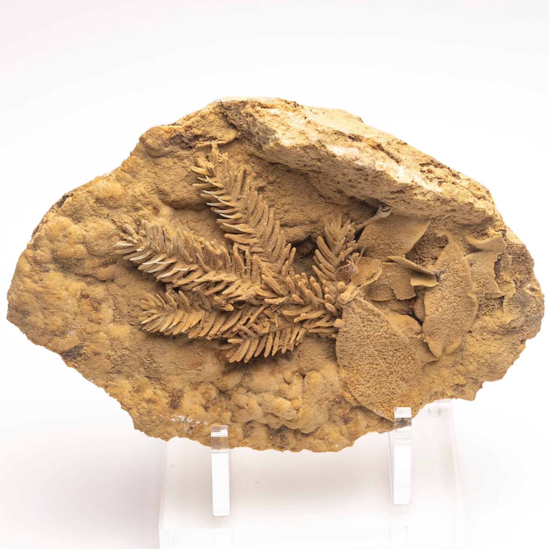 Contemporary Fossil Leave in Travertine from Tyrol, Austria, Pleistocene Period For Sale