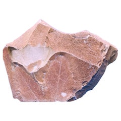 Fossil Leaves Natural Specimen from Succor Creek Formation, Owyhee Mountains