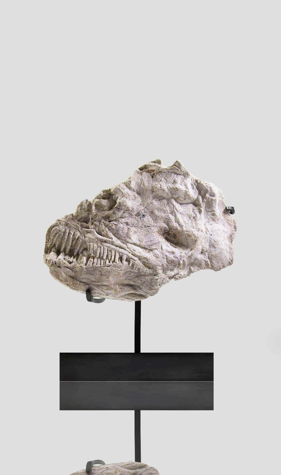 Une découverte très importante et scientifiquement rare d'un crâne de poisson osseux merveilleusement préservé qui présente des mandibules distinctives et un maxillaire squelettique entièrement articulé avec des dents allongées et féroces entre son